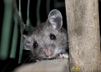 Gray Mouse 8350